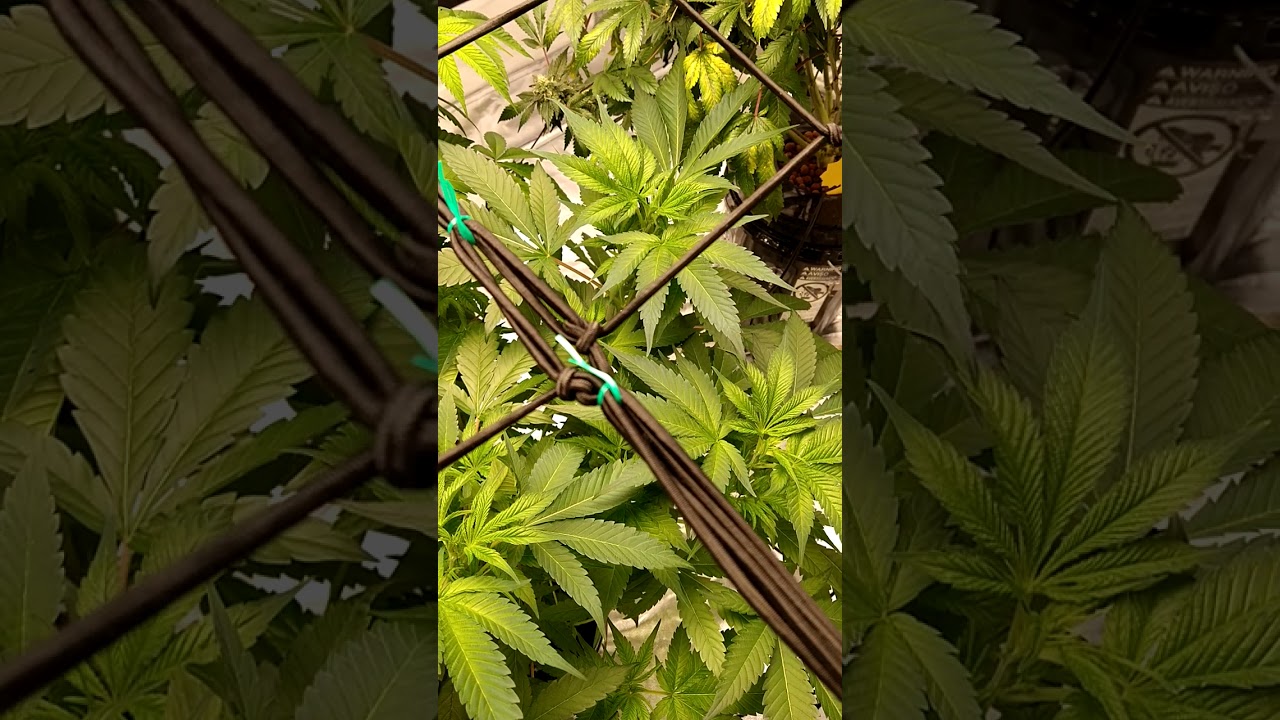 Quick Garden Update Purple Punch, Lemon Tree, and Candyland #Shorts