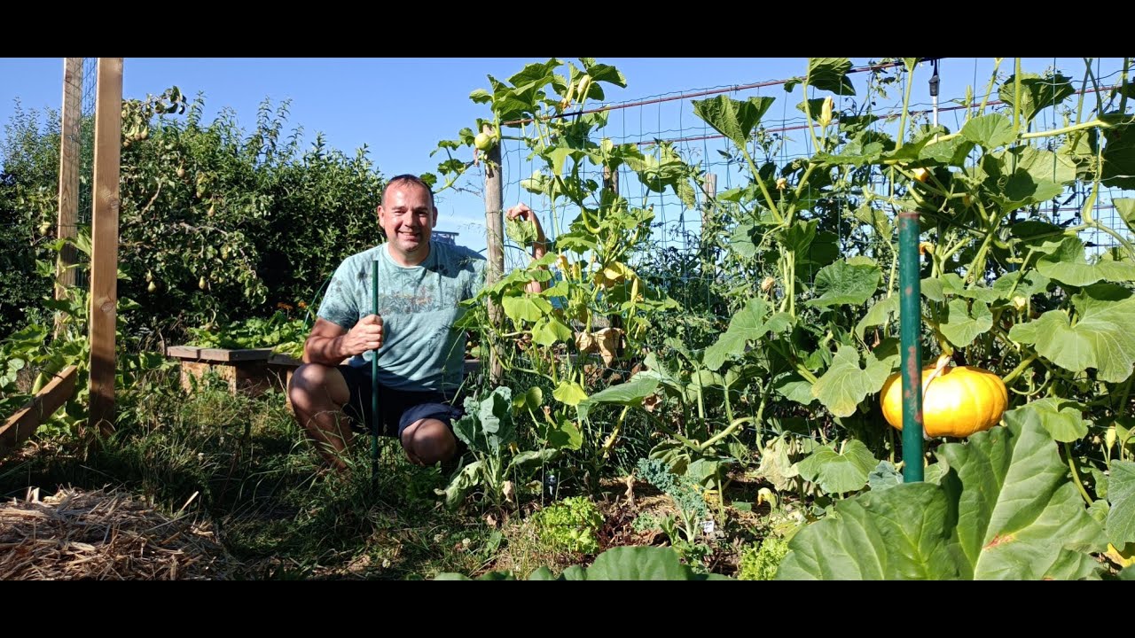 Tour complet du potager début juillet, planter semer en juillet et août pour cet hiver !