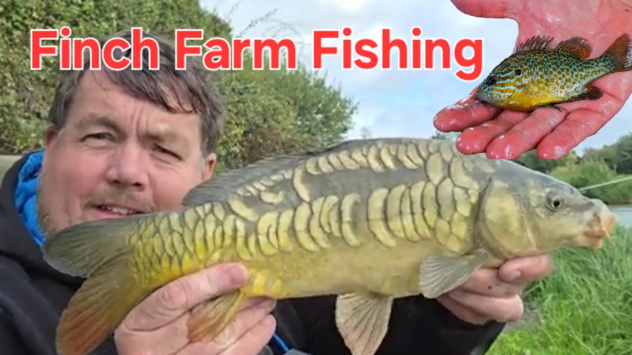 Finch Farm Maidenhead Whip and Method Fishing