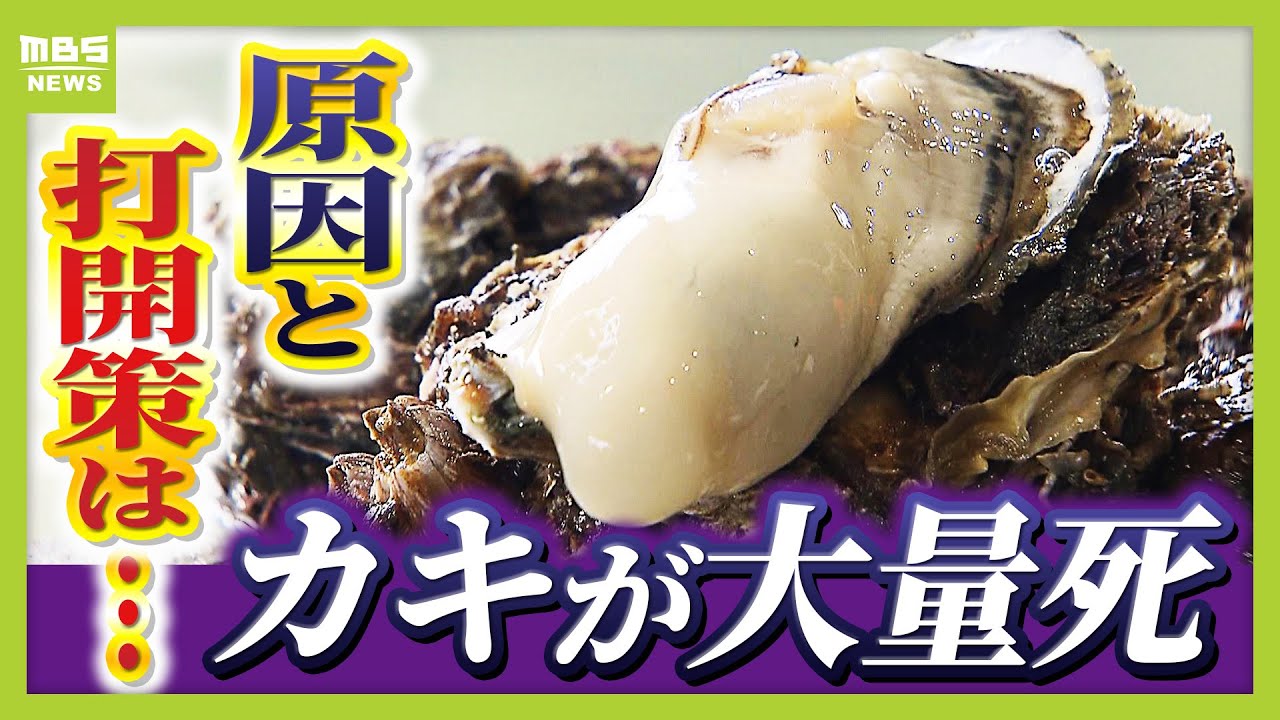 【冬の味覚がピンチ！？】「８～９割のカキが死んだ」考えられる理由は“夏の異常な高水温”や“少雨によるエサ不足”か　不思議が多いカキの生態…養殖の未来はどうなる？（2025年11月19日）