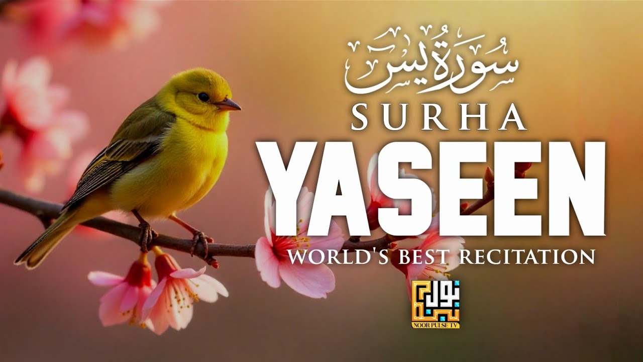 Heart Soothing Recitation of Sura Yaseen ┇ Recited by Ismail An Noure ┇ Noor Pulse Tv 