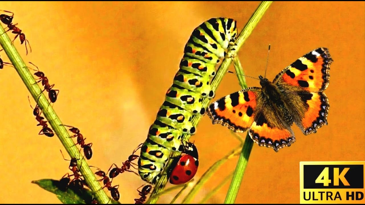 Relaxing Walk in the Amazon 🌿 | Ants, Caterpillars & Tiny Forest Life