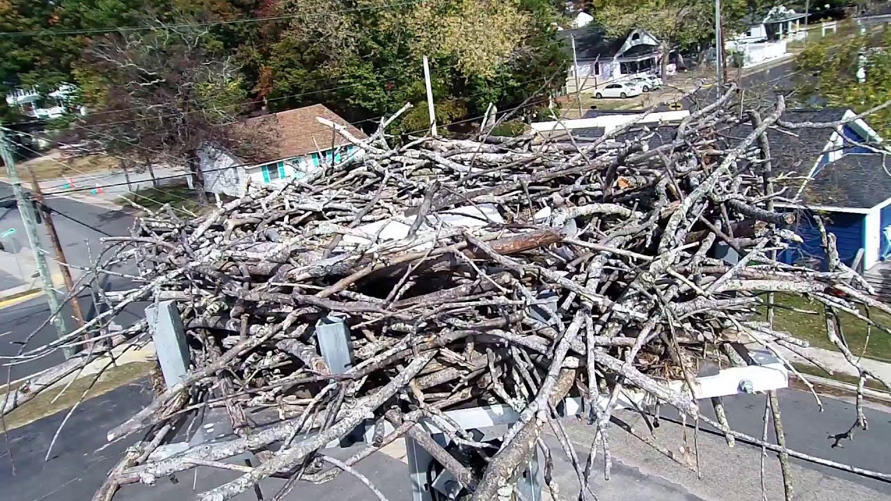 Colonial Beach Osprey Nest Cam