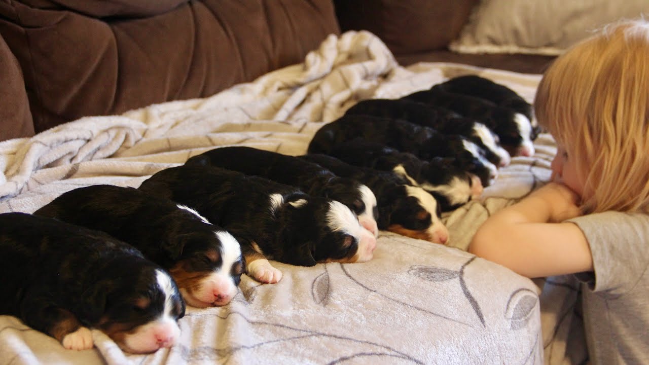 Ultra Bernedoodles 65-70% Bernese family raised 