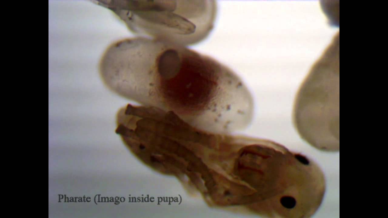 Linepithema humile [Argentine Ant] Various Brood