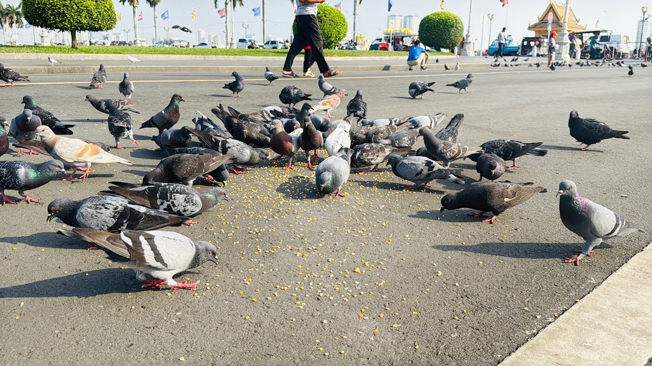 Come to the amusement park to feed the many pigeons, clean, clean.