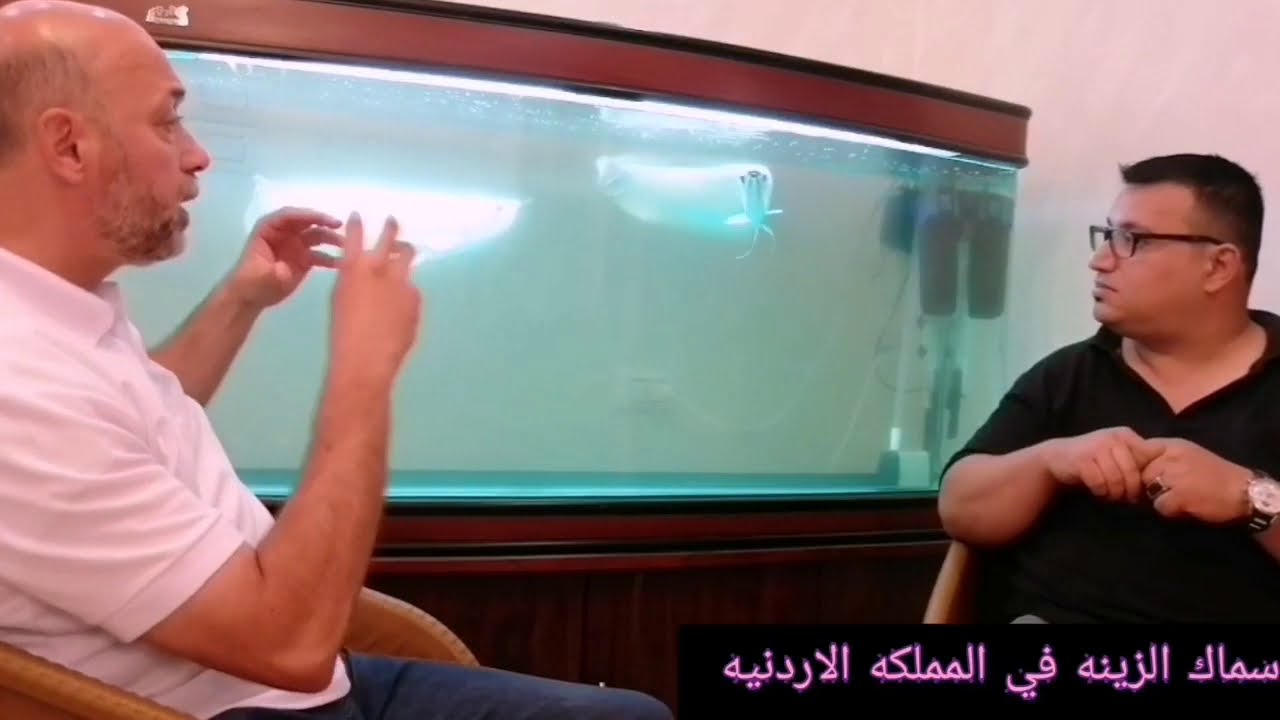 سمكه الاروانا
