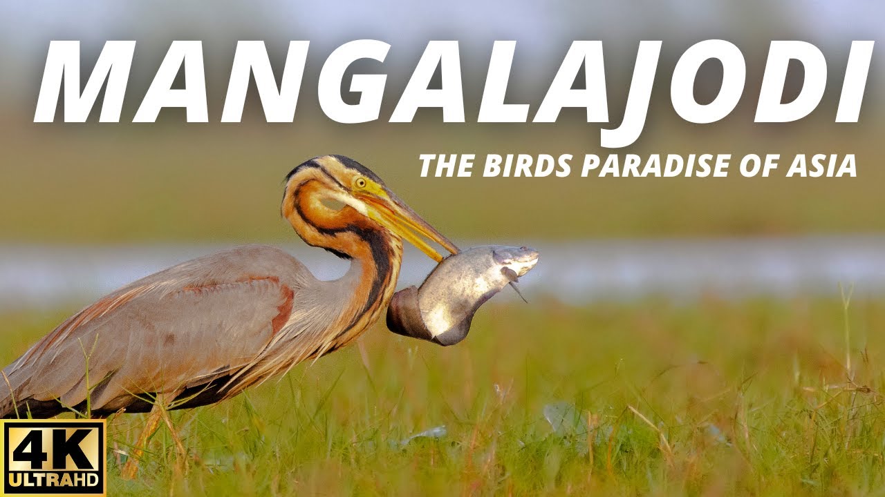 Exploring  Mangalajodi Bird Sanctuary, the Birds Paradise of Asia | Wildlife Photography in India