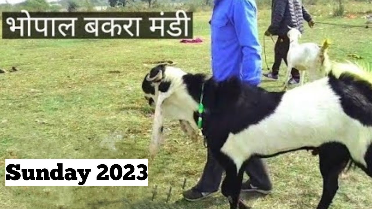 Bhopal bakra mandi | भोपाल बकरा मंडी 2023