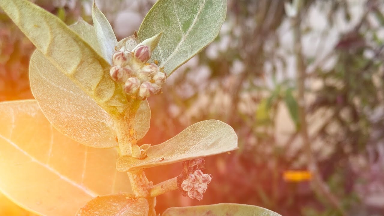 NAVITA HOME GARDEN is live!Mahashivratri Special 🌿 Shiv Ji Ko Kaunse Paudhe Chadhayein?