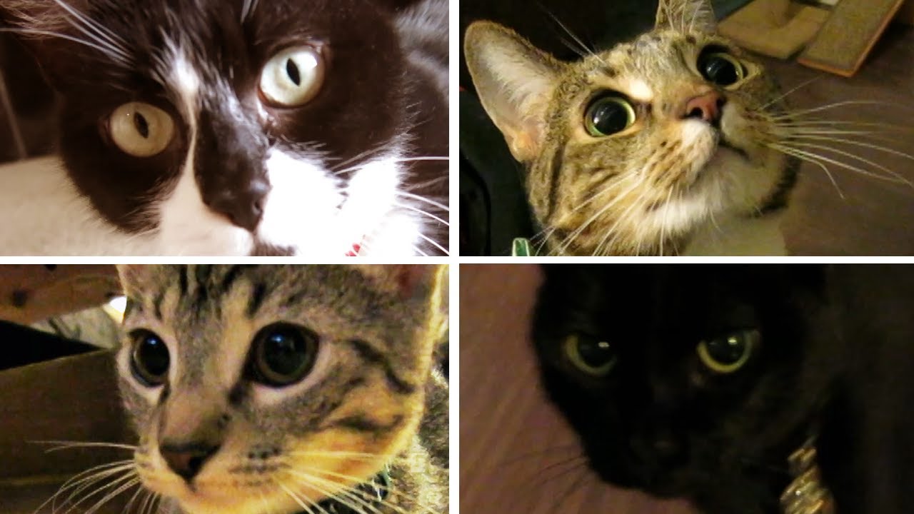 Friends of MishMish Ep. 1