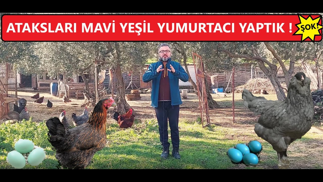 ATAKS TAVUKLAR RENKLİ YUMURTLUYOR | MELEZ RENKLİ ATAKS ÖZELLİKLERİ | TOZ YEM PELET YEM |  #köyhayatı