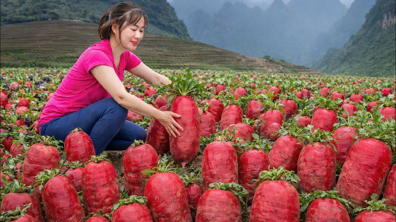 Harvesting GIANT Red Radish to Sell - Pickled Red Radish for Winter | Traditional Village Recipe