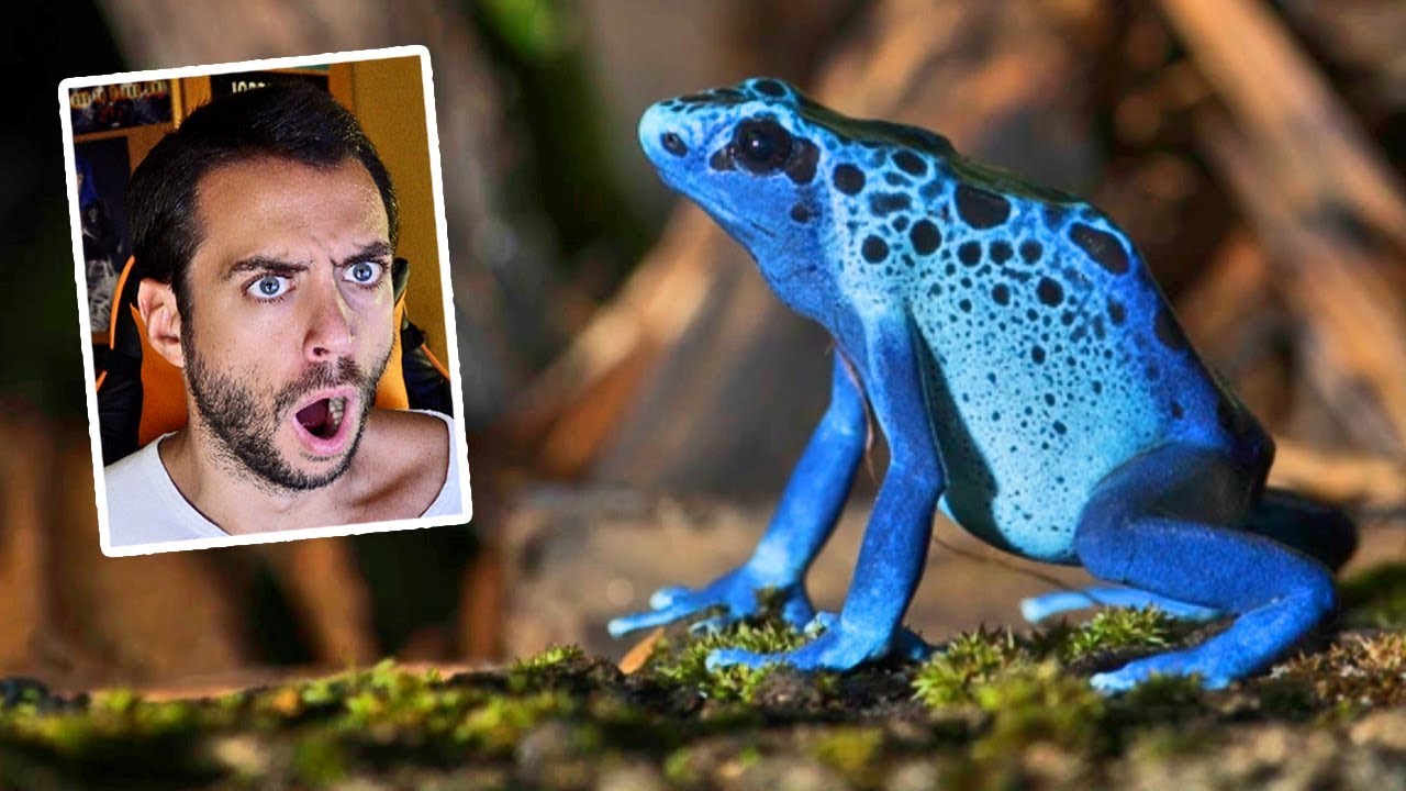 ⚠️ REACCIONANDO A LOS 10 ANIMALES M&Aacute;S PELIGROSOS DEL MUNDO ⚠️