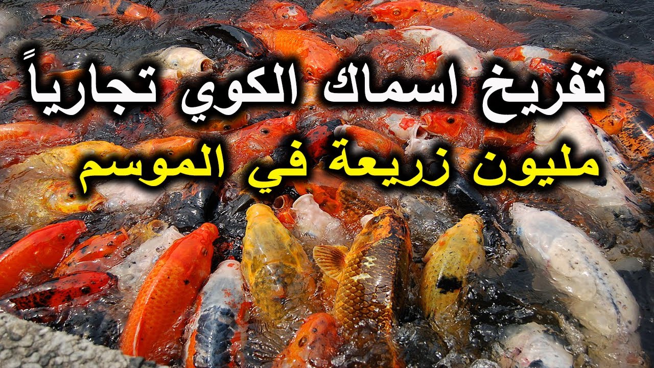 تفريخ اسماك الكوي تجاريا