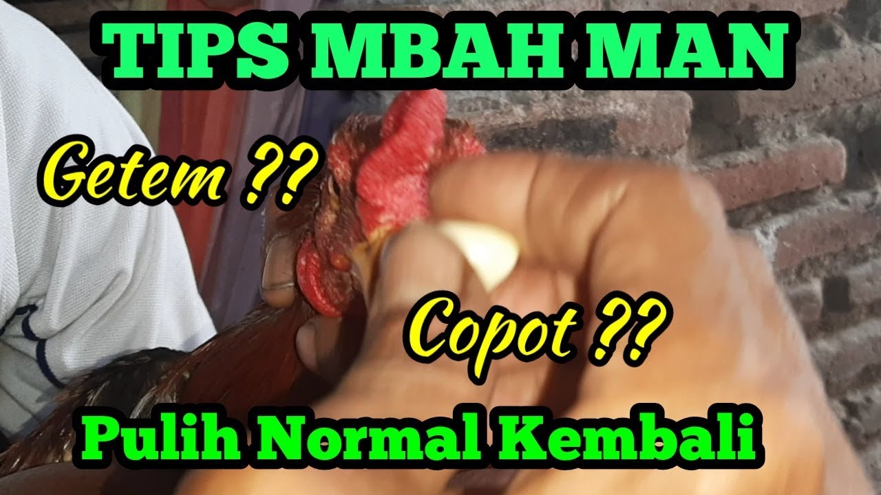 Cara merawat paruh ayam retak dan lepas