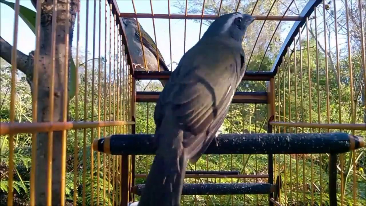Trinca Ferro no mato, 1/2017 show de demostração!! lembre-se preserve a natureza..