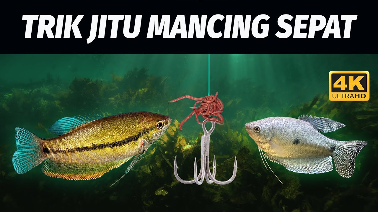 TRIK JITU MANCING IKAN SEPAT / SIAM TERBAIK!!! :) 4K