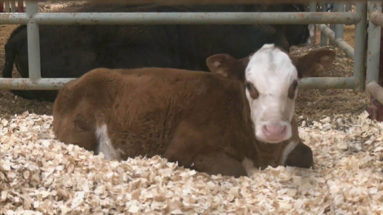 Washington County Youth Fair showcases local youth and their livestock