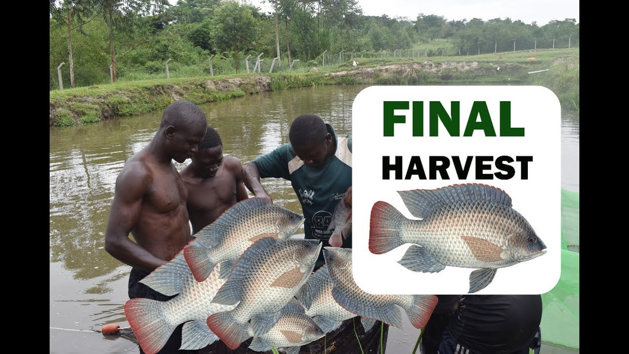 Fish Harvesting Process In 4 Minutes