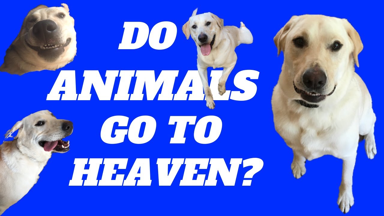 Do Cats and Dogs Go To Heaven When They Die? | Animals in Heaven| Ecclesiastes 3:18-21