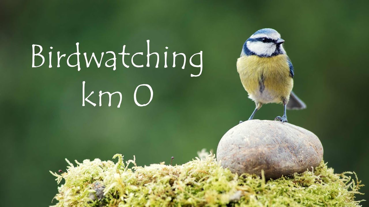 Balcony birding - Birdwatching from my kitchen #StayHome and watch the birds