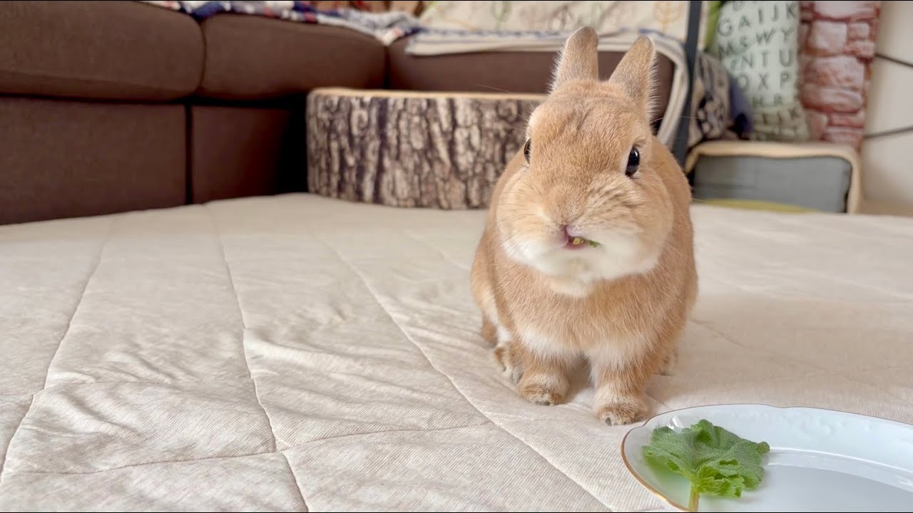 クマ柄のシューズと遊んで野菜を食べてゴロンする冬のうさぎさん