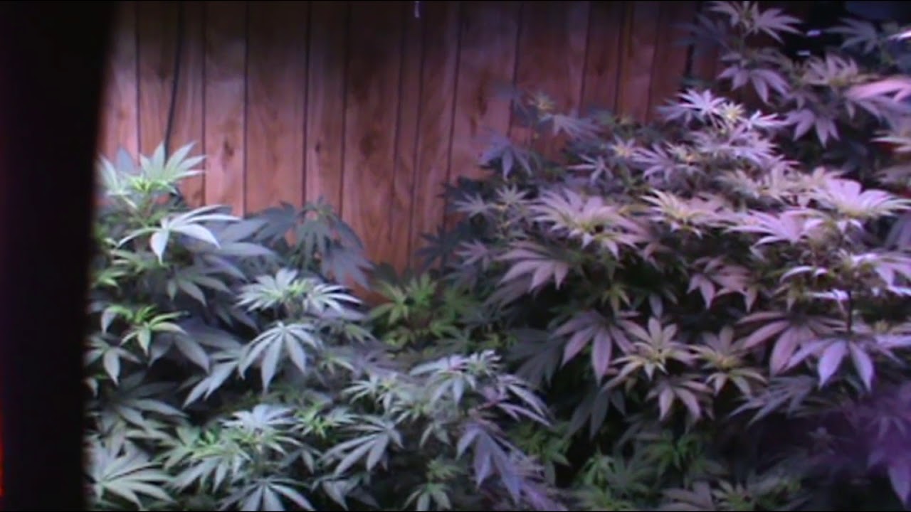 Veg Room Update