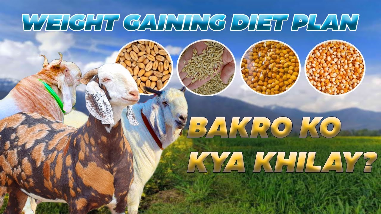 WEIGHT GAINING DIET FOR GOATS | SUBAH SE RAAT TAK KYA KHILAYE ?