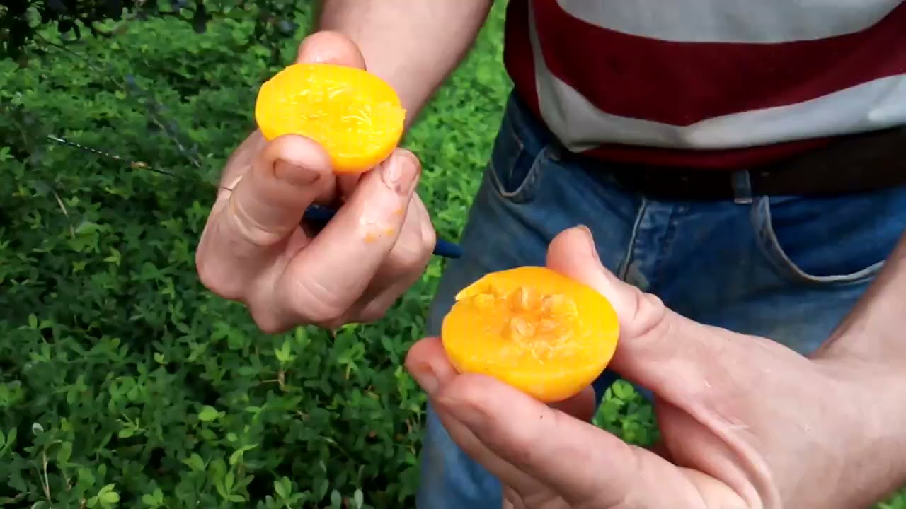 Damasco tropical ou Umkolo (Dovyalis caffra)