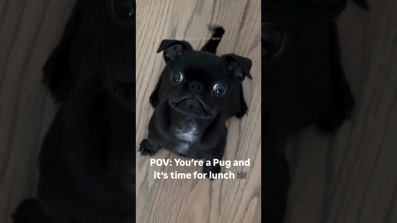 #54 Funniest Cats And Dogs videos 🐶🐱 #funny #animals #cuteanimals