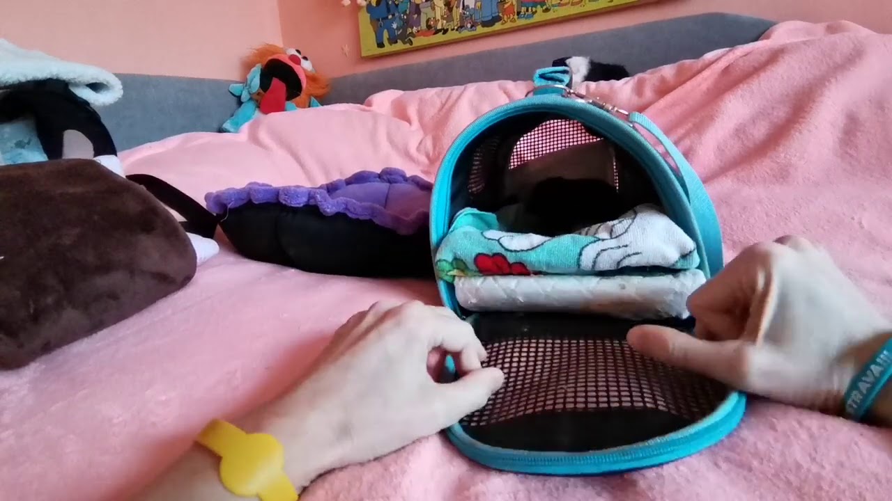 Malá morčátka odjíždí do nových domovů...