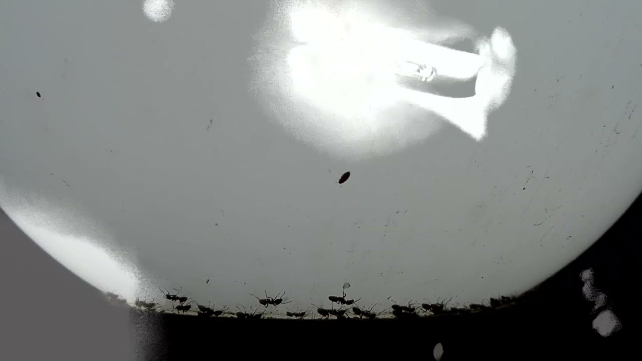 Shellac - Συσσωρεύωντας Ενέργεια | Collecting Energy