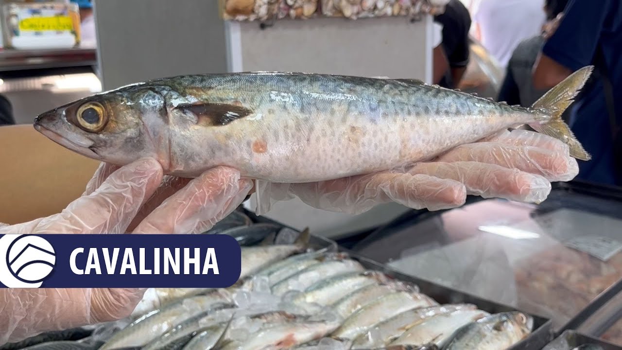 Cavalinha é a dica da semana (03 a 07/04) no Pescado da CEAGESP