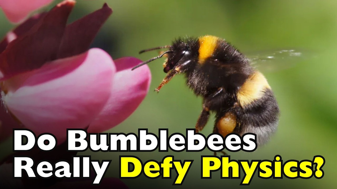 How Do Bumblebees Fly Despite Defying Physics? [ID0602]