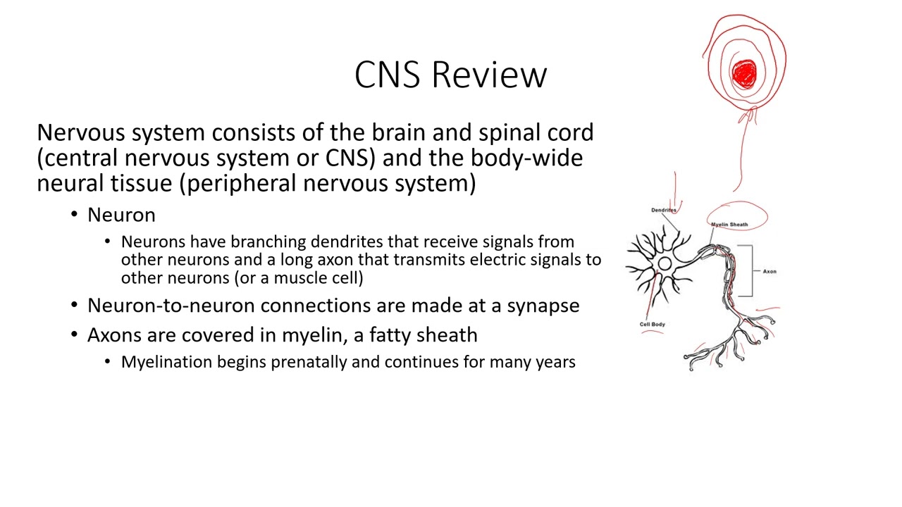 Physical, Perceptual, and Motor Development in Infancy and Early Childhood