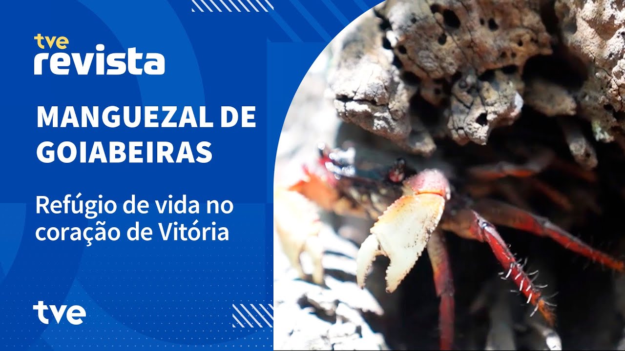 Goiabeiras tem um dos maiores manguezais urbanos do pa&iacute;s