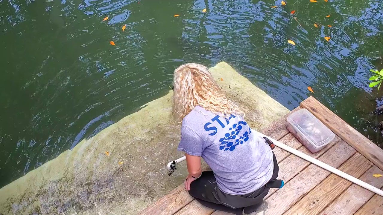 350LB. Goliath Grouper Eating!!! Aquarium Encounters FL, Keys