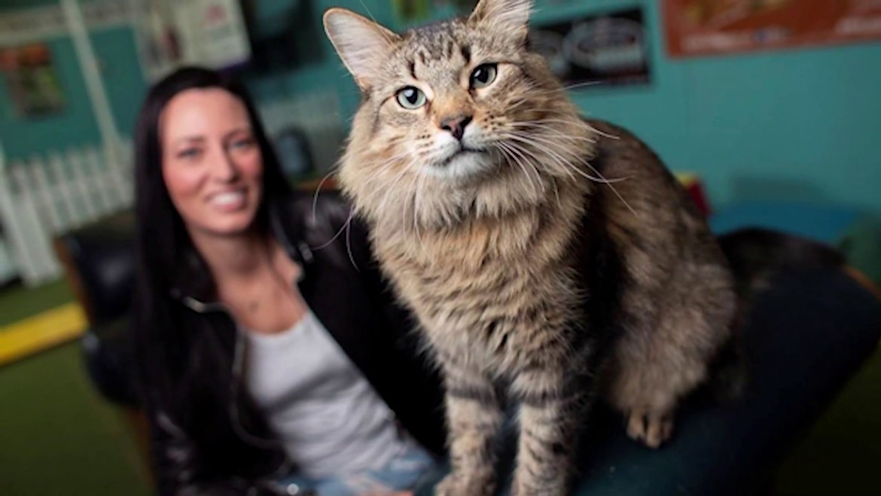PET SEMATARY: Interview with Animal Trainer Melissa Millett & Tonic The Cat