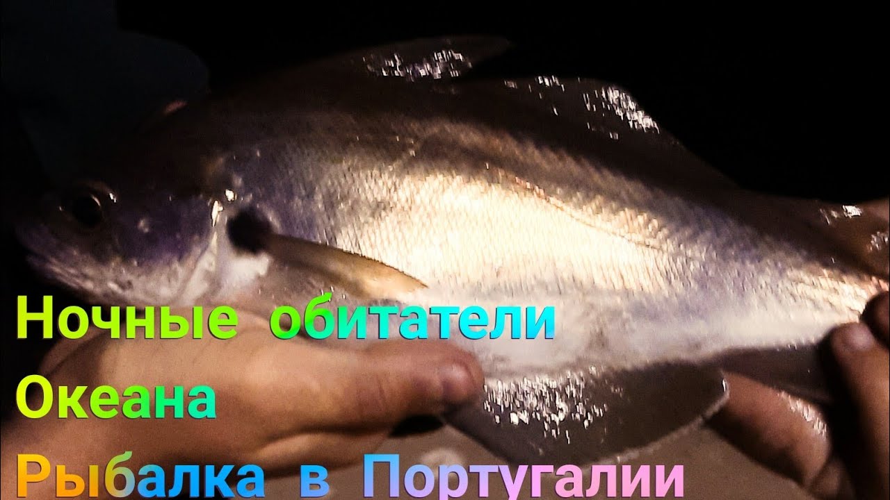 Ночная Рыбалка в Португалии. Но нас ожидал нежданчик!!!