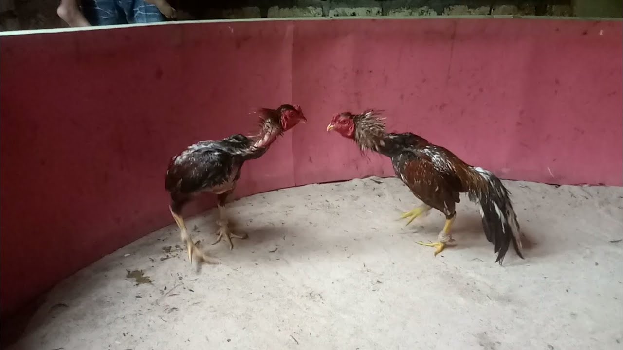 ayam 3D,ayam  tiga darah, ayam bangkok super, ayam super lock,bangkok ngalung