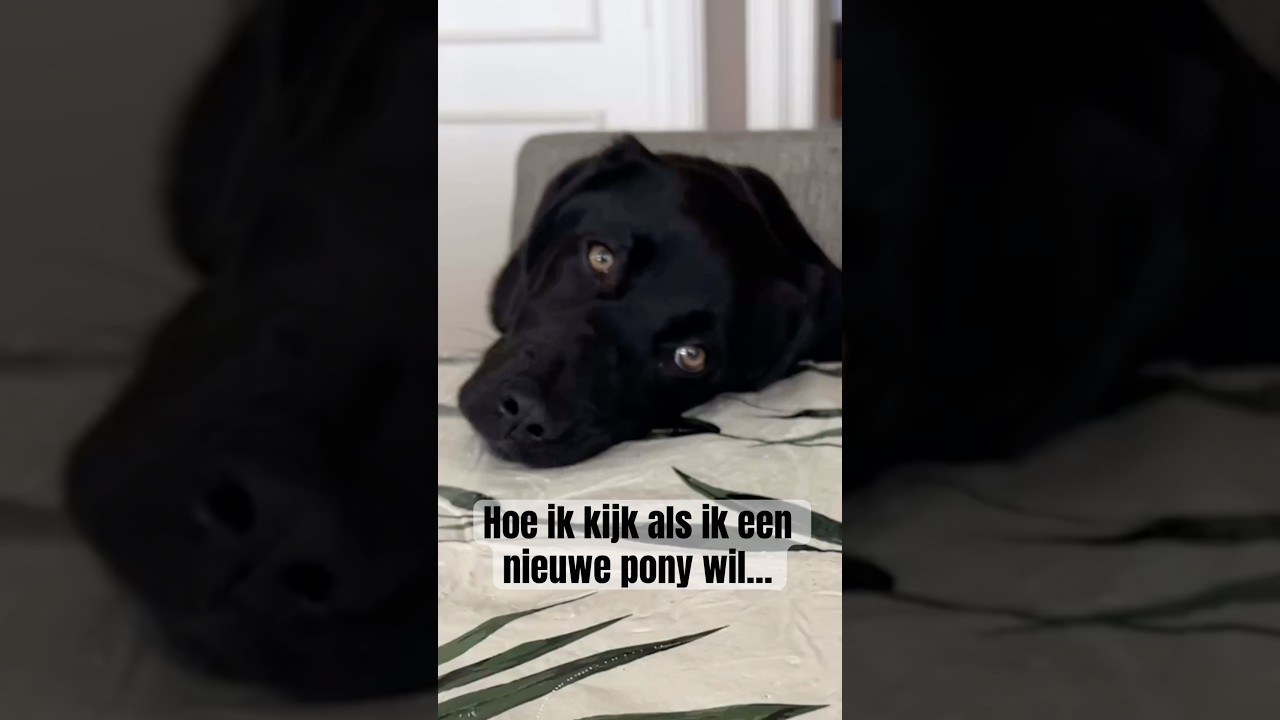 Wat zijn goede redenen voor een nieuwe pony/paard?!