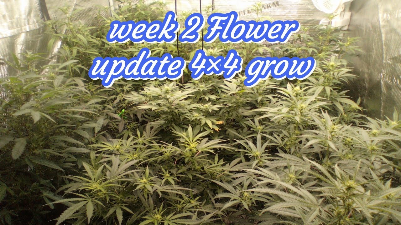 Beginner grow Journal week 2 Flower my guide to growing