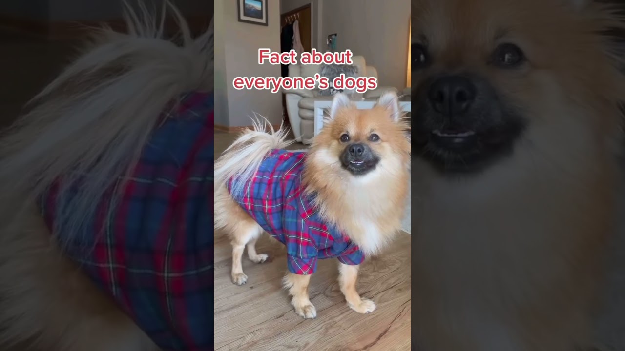 Why does my dog follow me everywhere? Dog Psychology. Fact about everyone&rsquo;s dog #shorts #dog