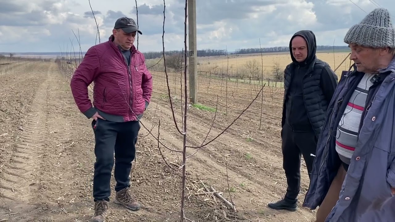 Как обрезать сливу после посадки в сад.