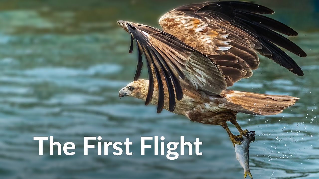 The First Flight: Pallas' Fish Eagle of Kaziranga National Park |Hunting Birds |@RoundglassSustain