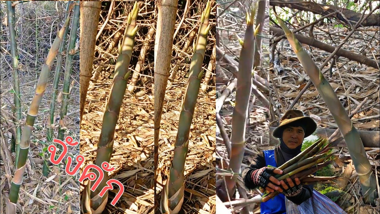โพดโพ หน่อไม้ไผ่แล้งมีแต่หน่อยใหญ่ ไม่ได้มาแค่ไม่กี่วัน...