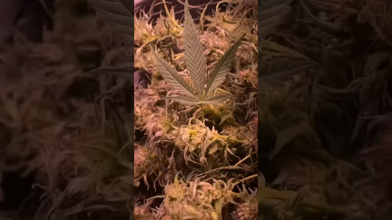 All Gas OG