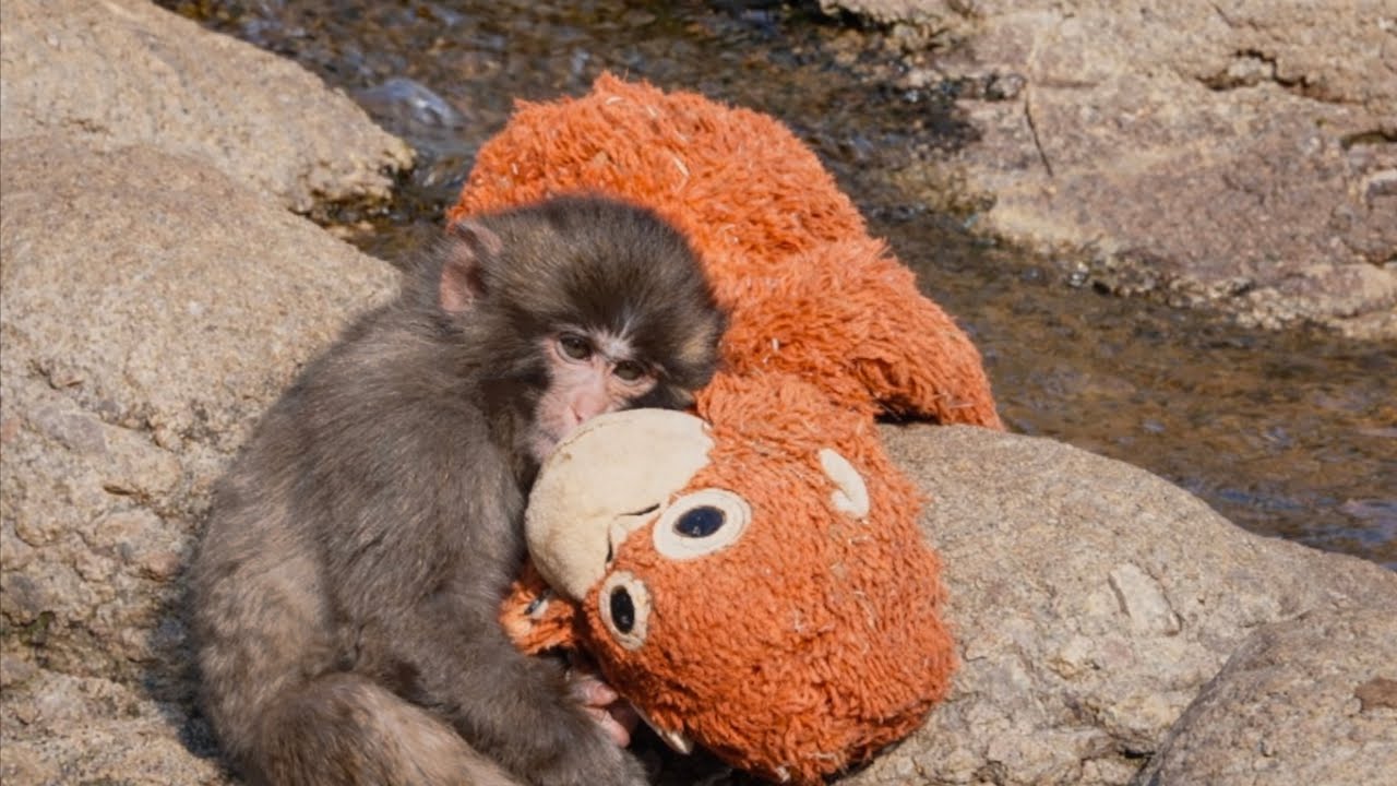 [Актуальная тема!] Вперёд, Панч-кун! Рекорд роста за 2 дня 🐒