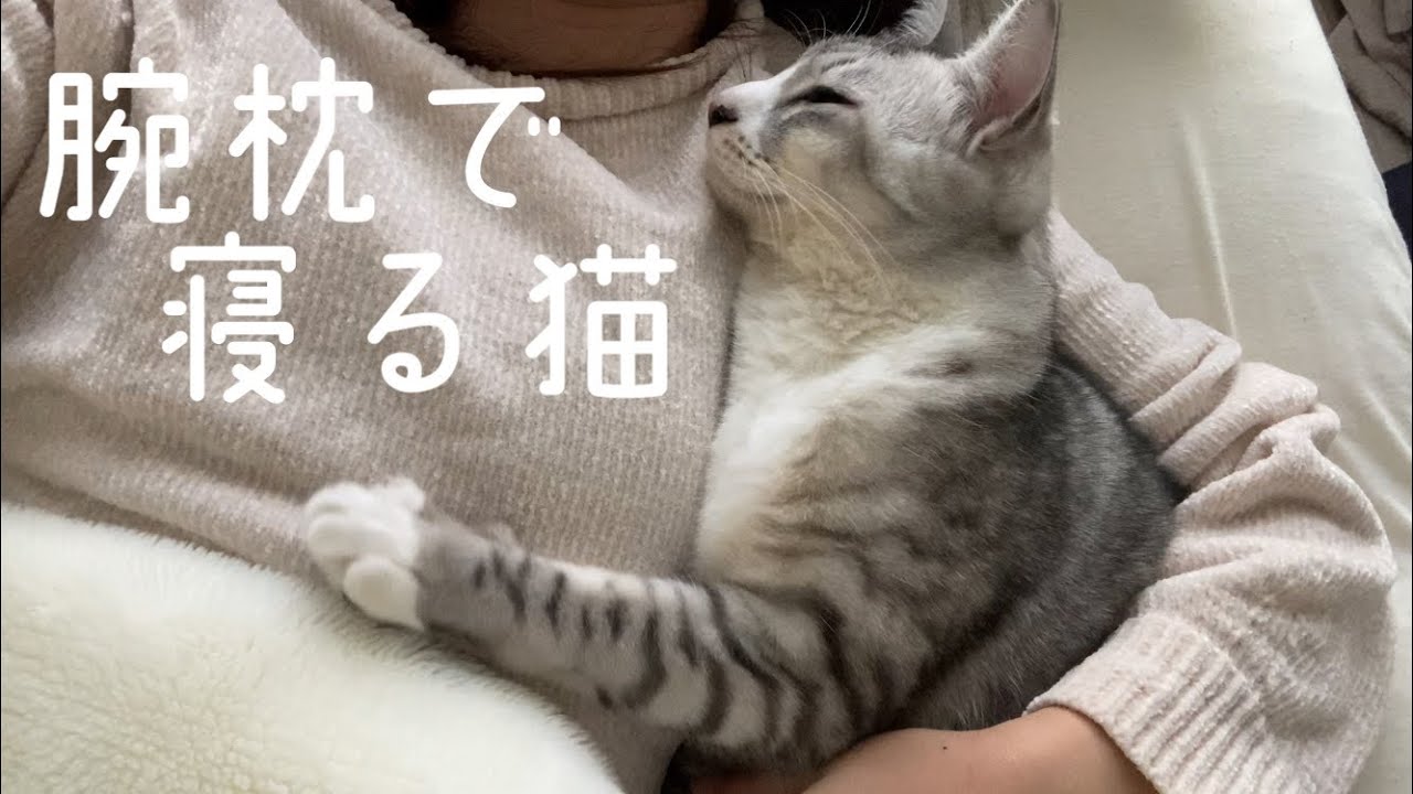 腕枕で寝る猫